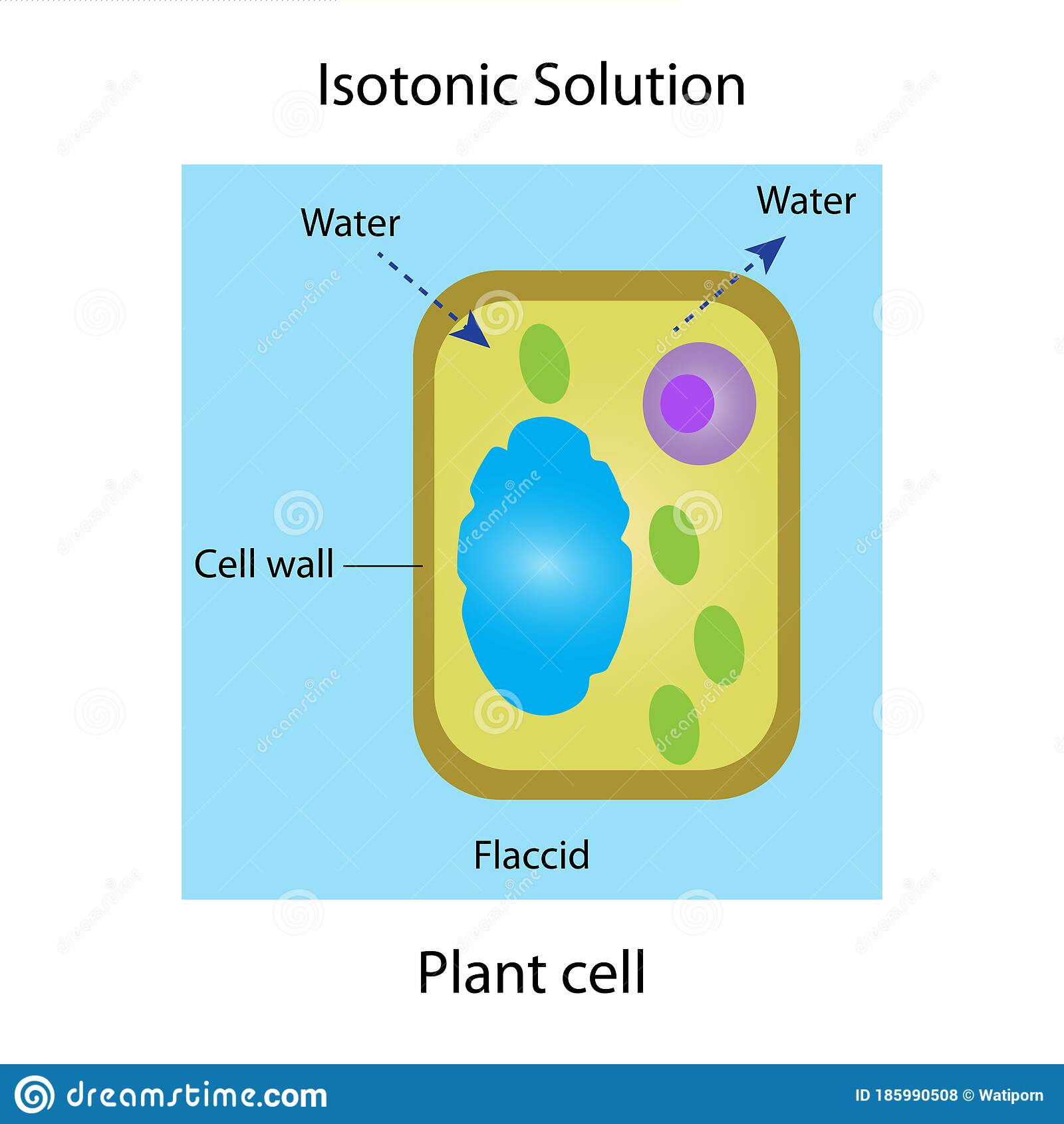 Isotonic solution stock illustration. Illustration of adaptation ...