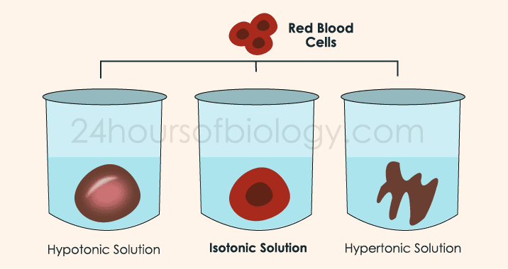 Isotonic, What Does It Mean In Biology (#1 Coffee Read)