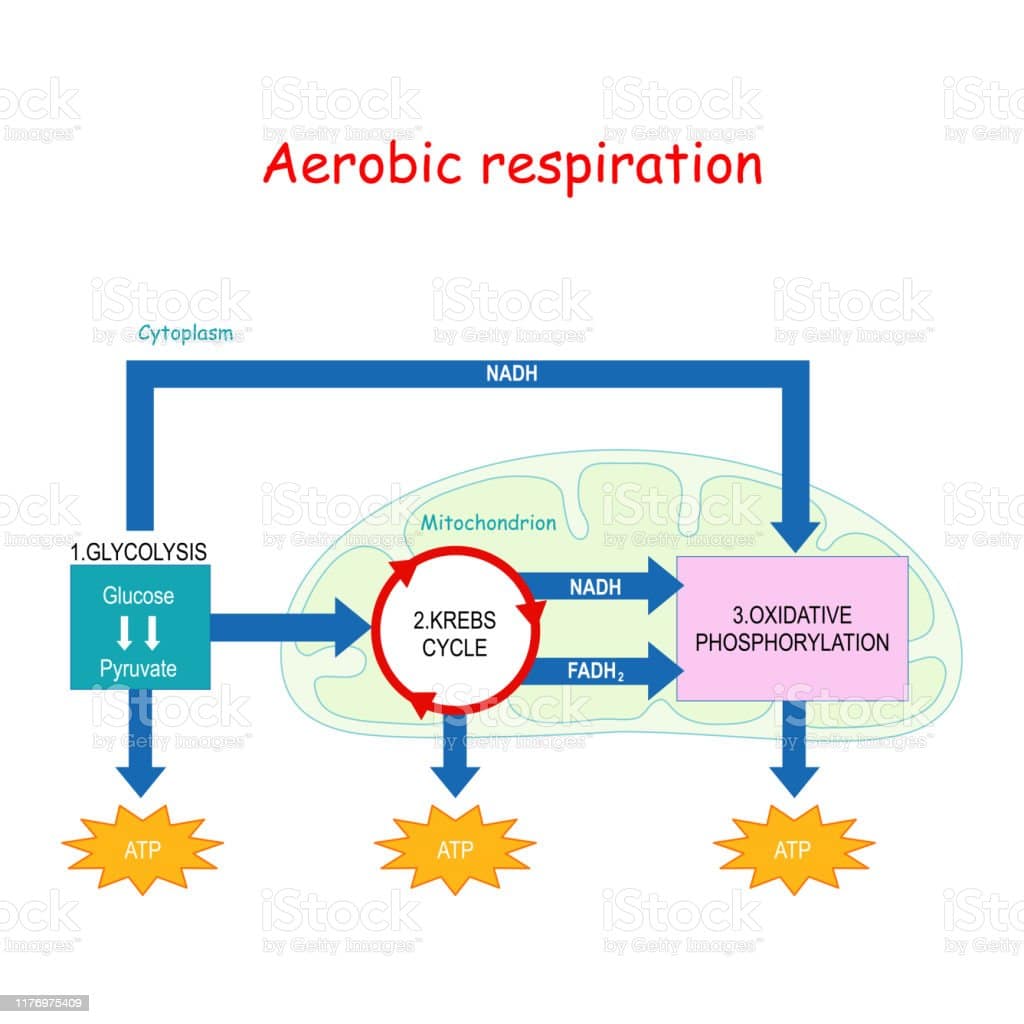 Labeled Aerobic Respiration Diagram