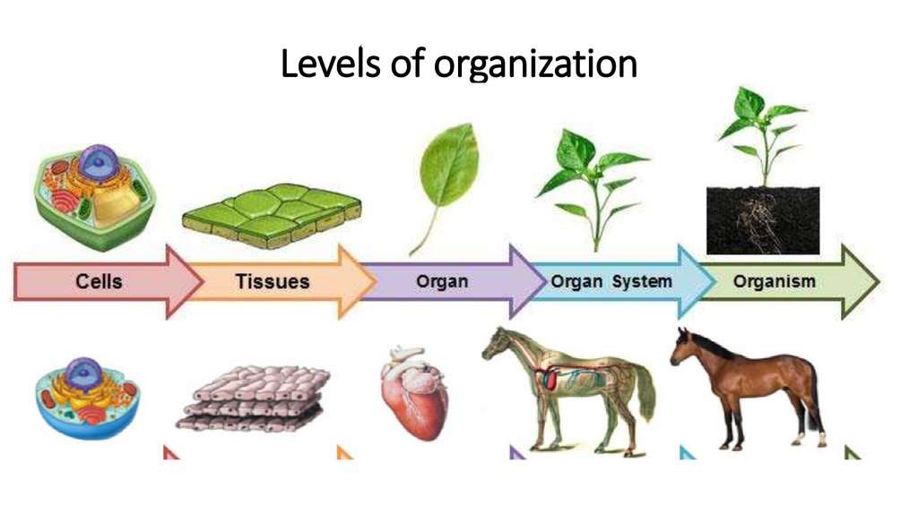 what-are-the-different-levels-of-biological-organization-tutordale