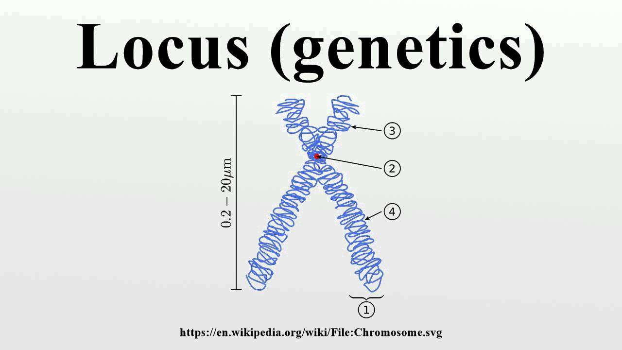 Locus (genetics)