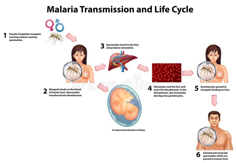 Malaria Transmission And Life Cycle Stock Vector