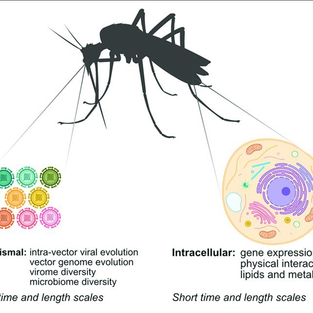 mapping arbovirus vector interactions at different