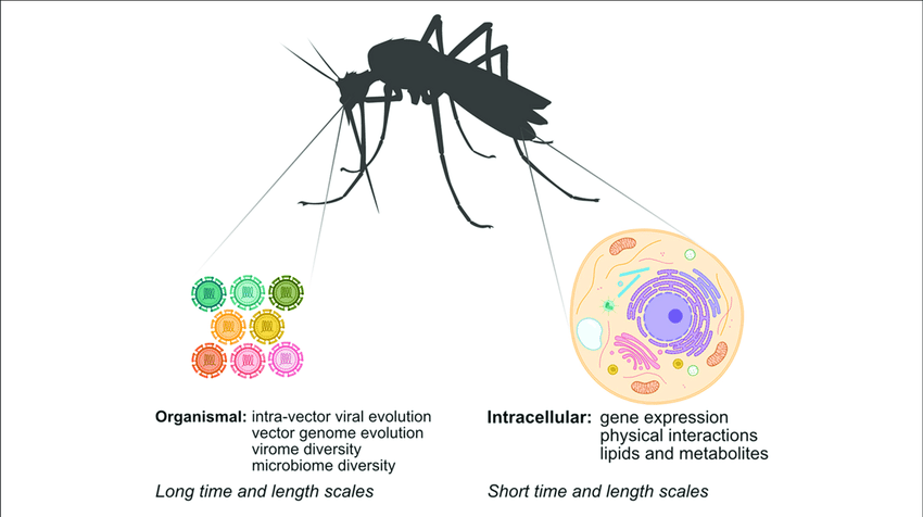 mapping arbovirus vector interactions at different