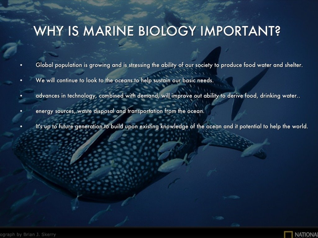 Marine Biology. by Katie Armstrong
