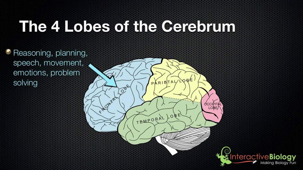 Memorizing The Brain  Encephalon