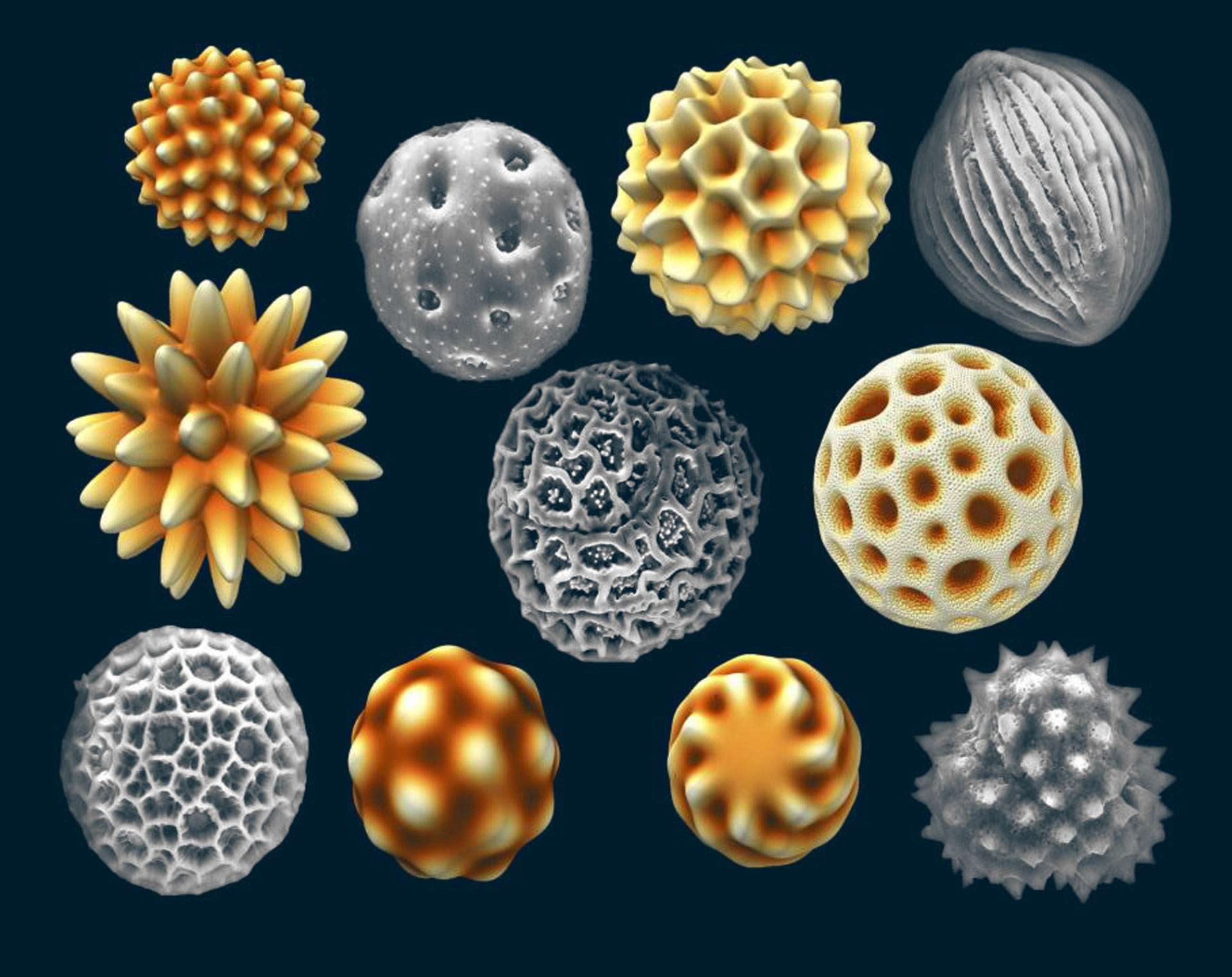 Nature Favors Production of Asymmetrical Pollen Grains