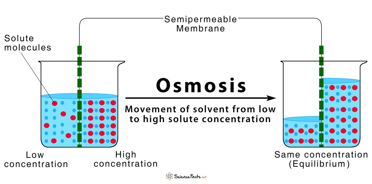 Osmosis: Definition and How Does it Occur (with Diagram)