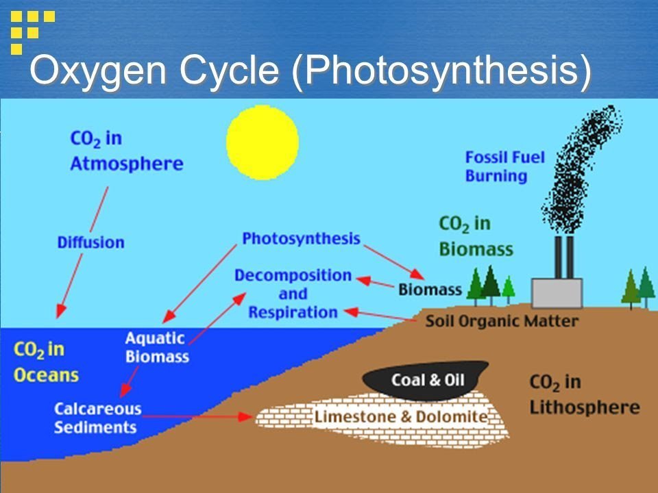 Oxygen cycle with diagram