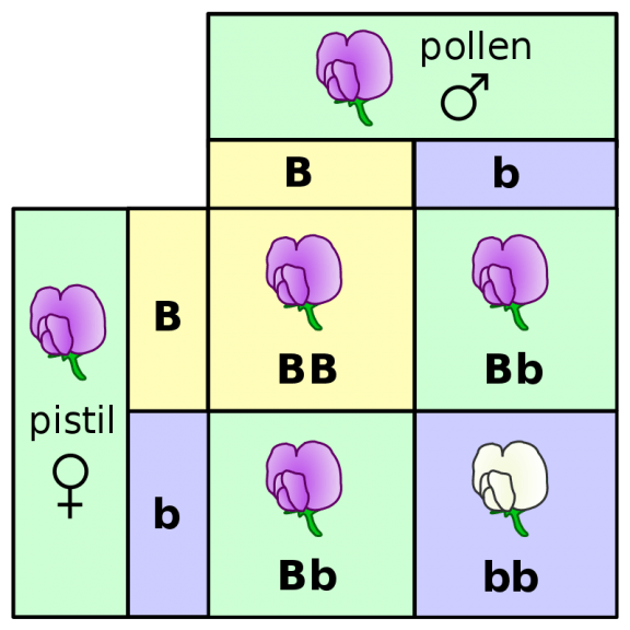 Phenotype Definition and Examples