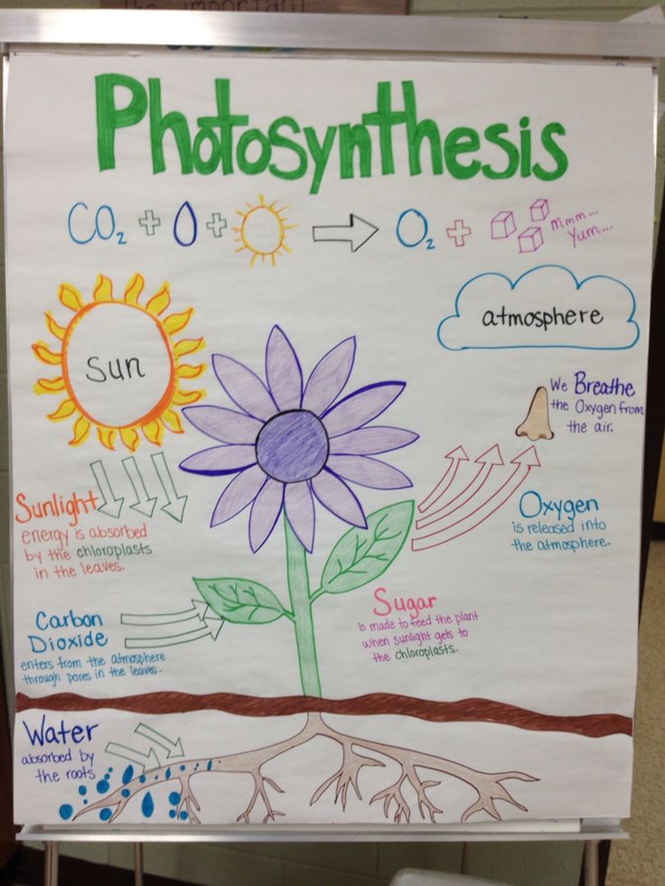 Photosynthesis anchor chart by Miss Lintz