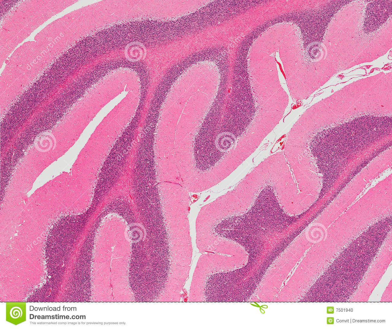 Pin by David Hill on Histology