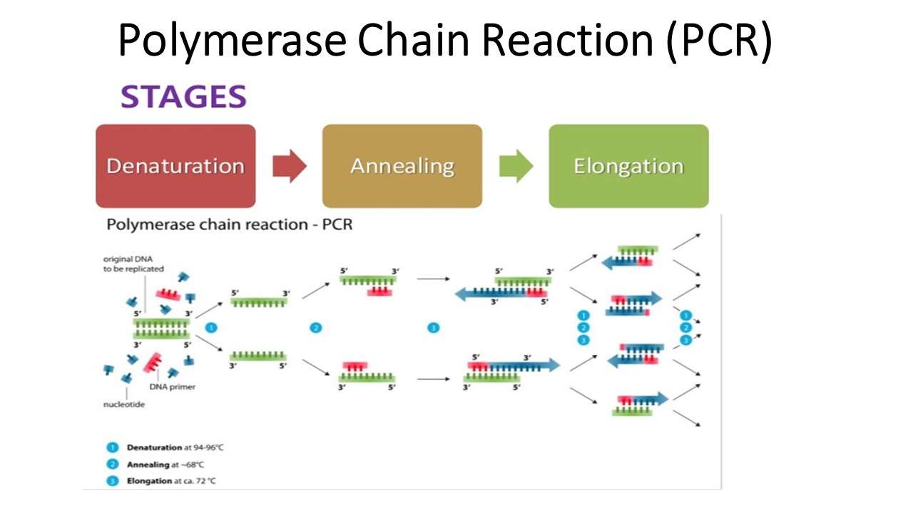 Polymerase chain reaction (PCR): Principle, procedure or steps, types ...