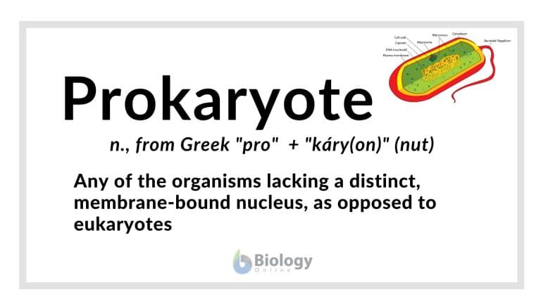 Prokaryote Definition and Examples