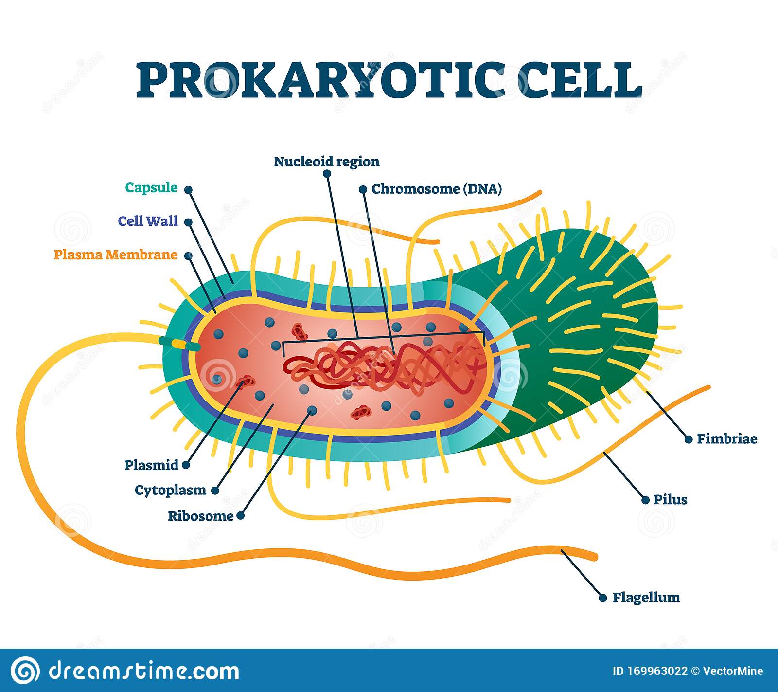 Prokaryotic Cell Structure Diagram, Vector Illustration Cross Section ...