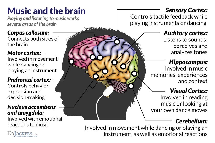 Psychological Effects of Music. A look into how the brain ...