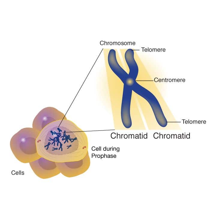 Role Of Centrosome In Cell Division
