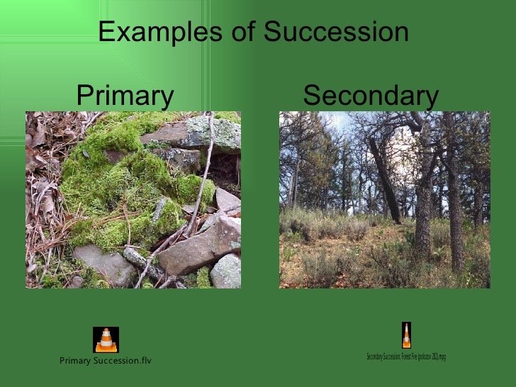 Secondary Succession Definition Biology
