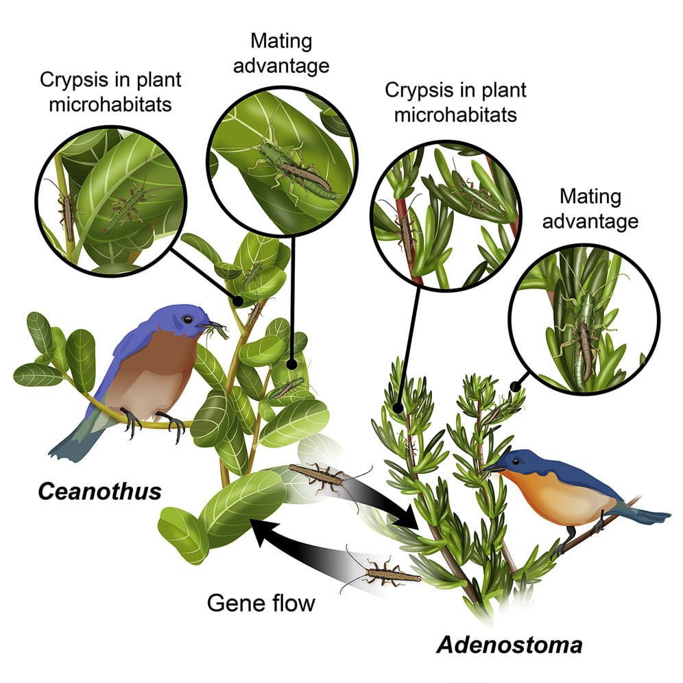 Selection on a Genetic Polymorphism Counteracts Ecological Speciation ...