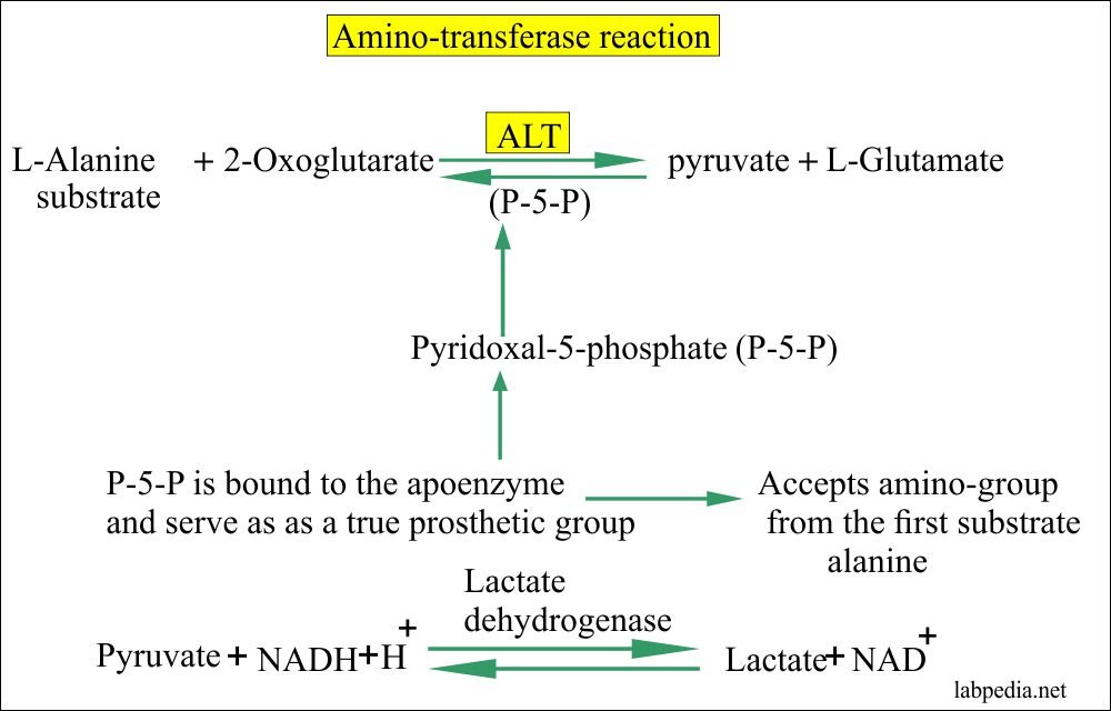 SGPT (ALT, Alanine aminotransferase, Serum Glutamic ...