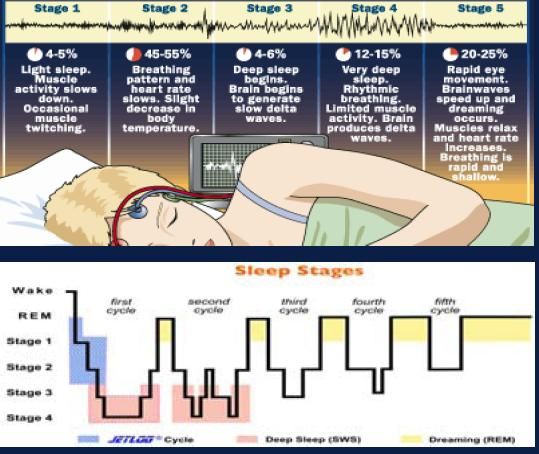 stages of sleep infographic