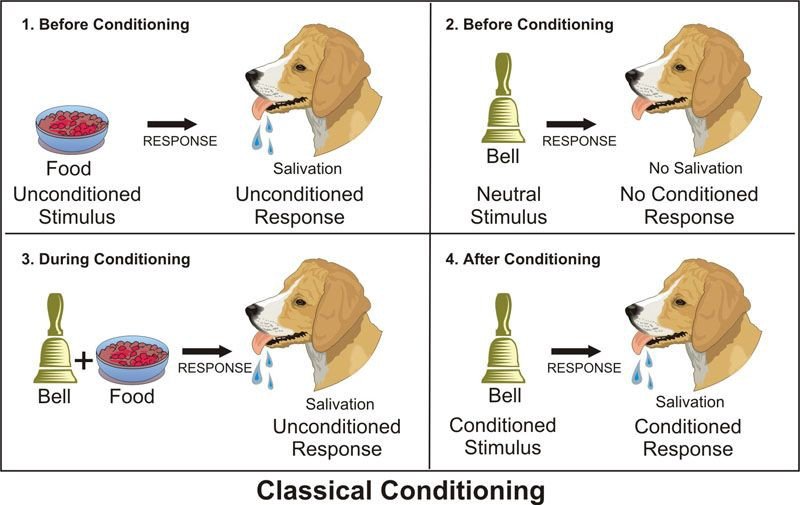 Stimulus Discrimination Example Classical Conditioning