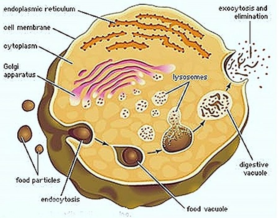 STRUCTURE AND FUNCTIONS OF LYSOSOMES