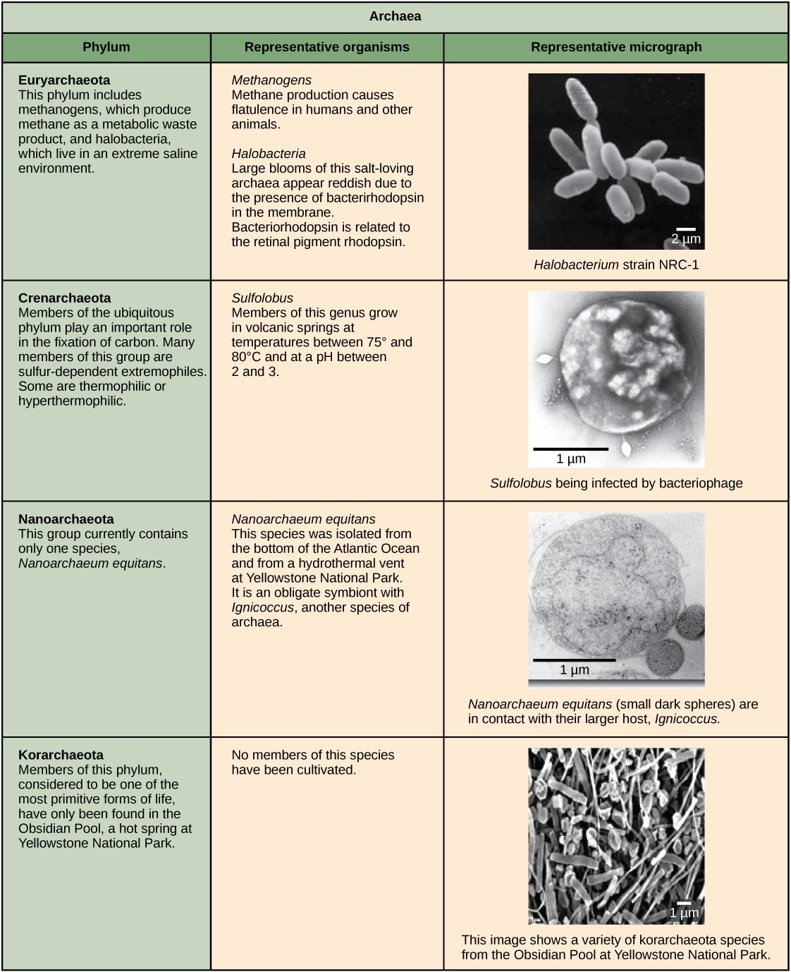 Structure of Prokaryotes: Bacteria and Archaea