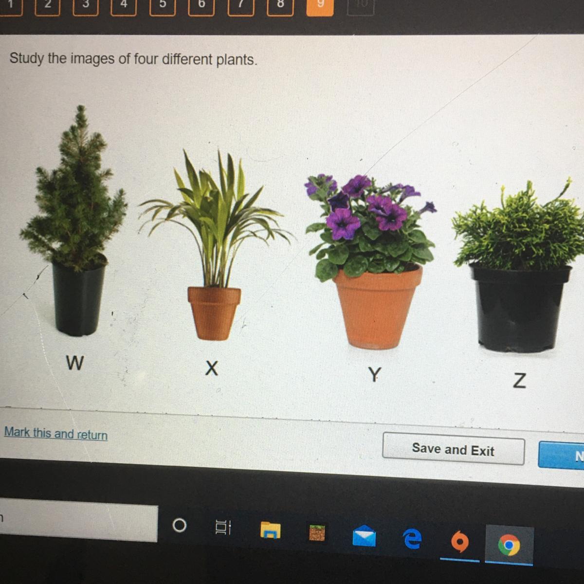Study the images of four different plants Based on the observable ...
