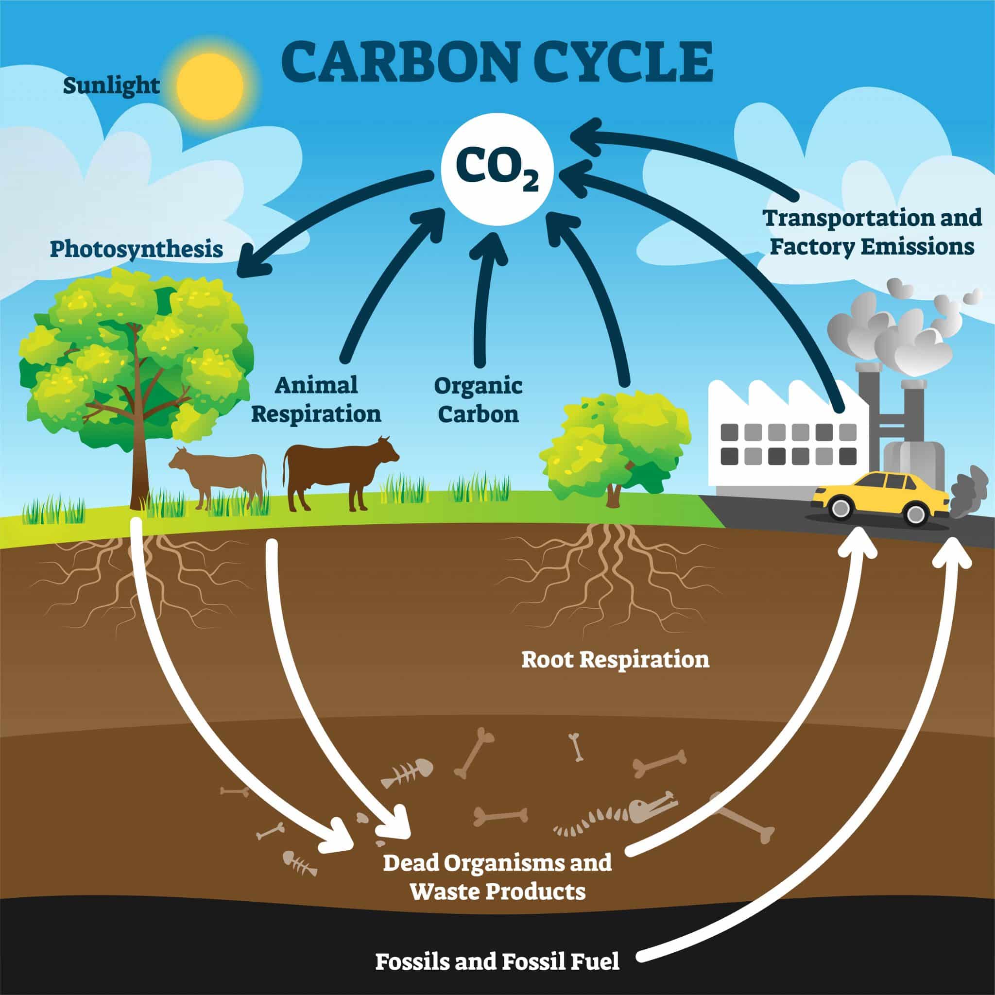 Systems Thinking and the Carbon Cycle  An Interactive Introduction to ...