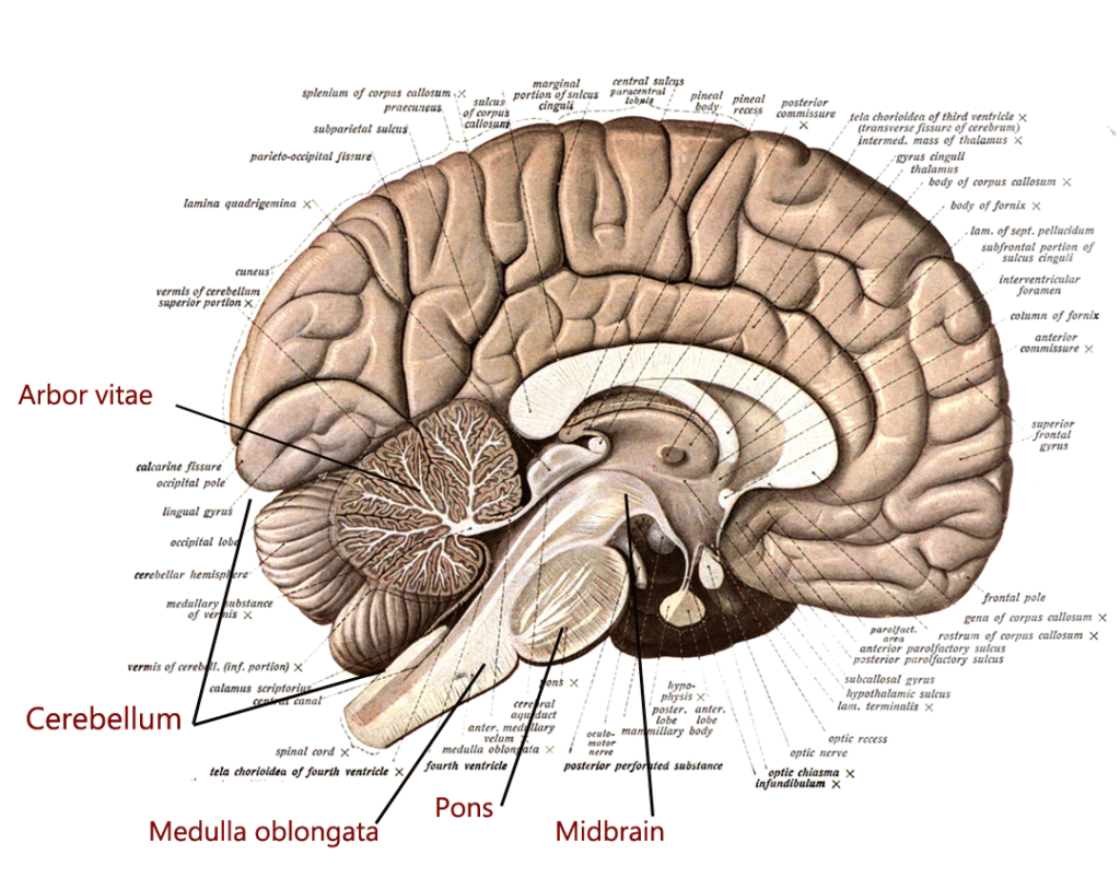 The brain stem and the cerebelleum