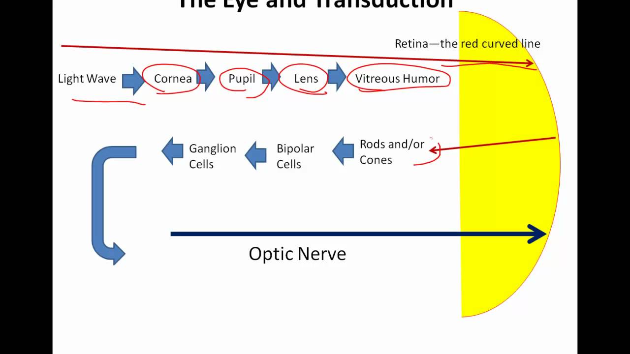 The Eye and Transduction