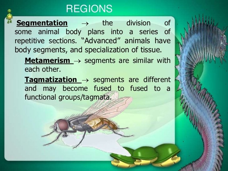 The general body plans of animals. biology