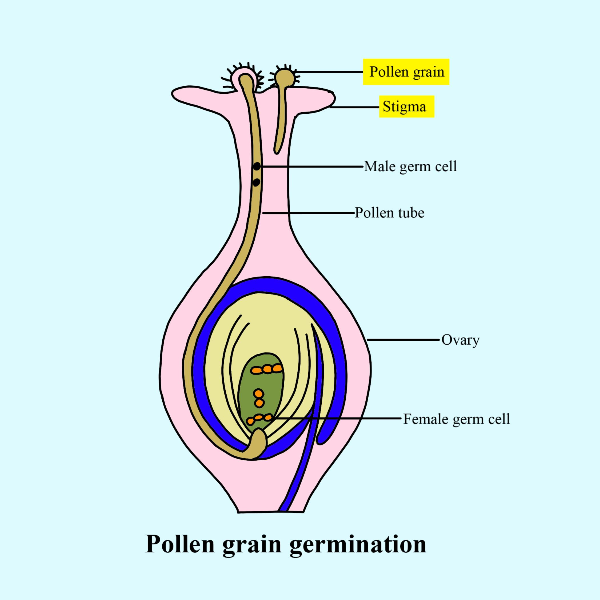 Through which route the pollen tube enters the ovule class 12 biology CBSE