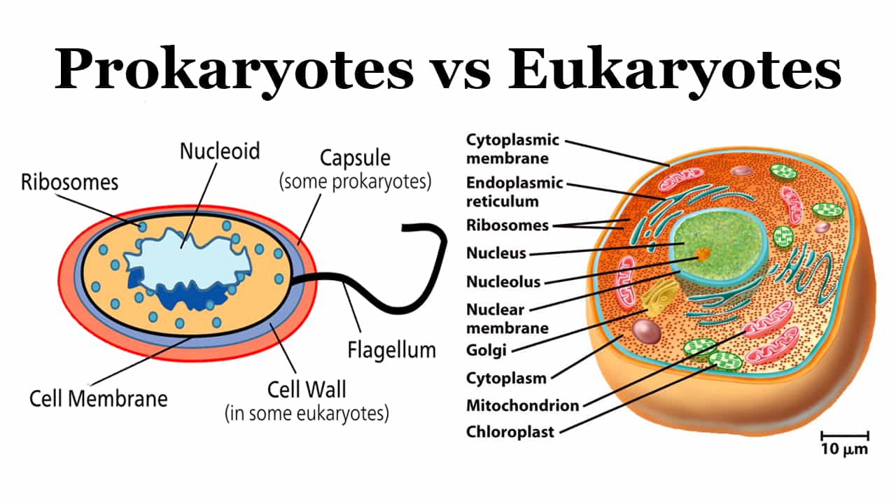 Top 40 Difference between Prokaryotes and Eukaryotes