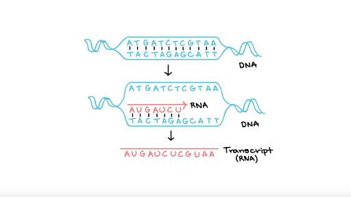 Transcription: an overview of DNA transcription (article ...