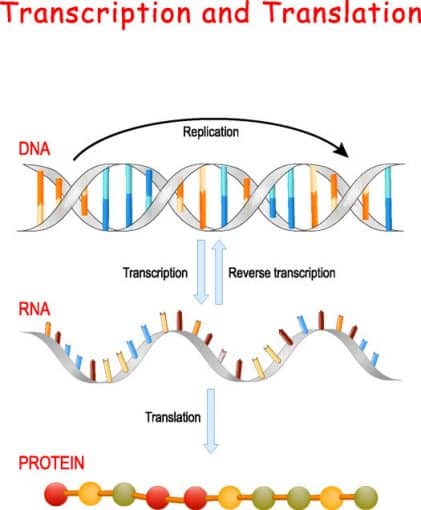 Transcription of DNA