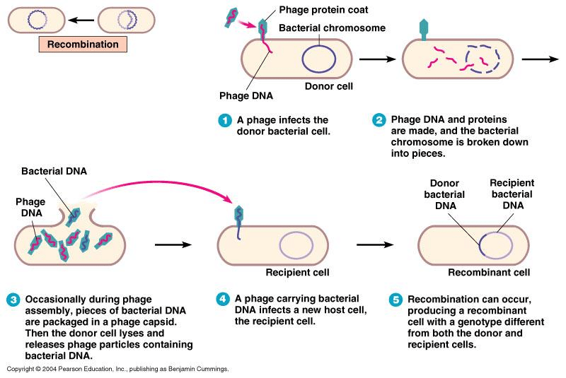 Transduction: generalized and specialized transduction ...