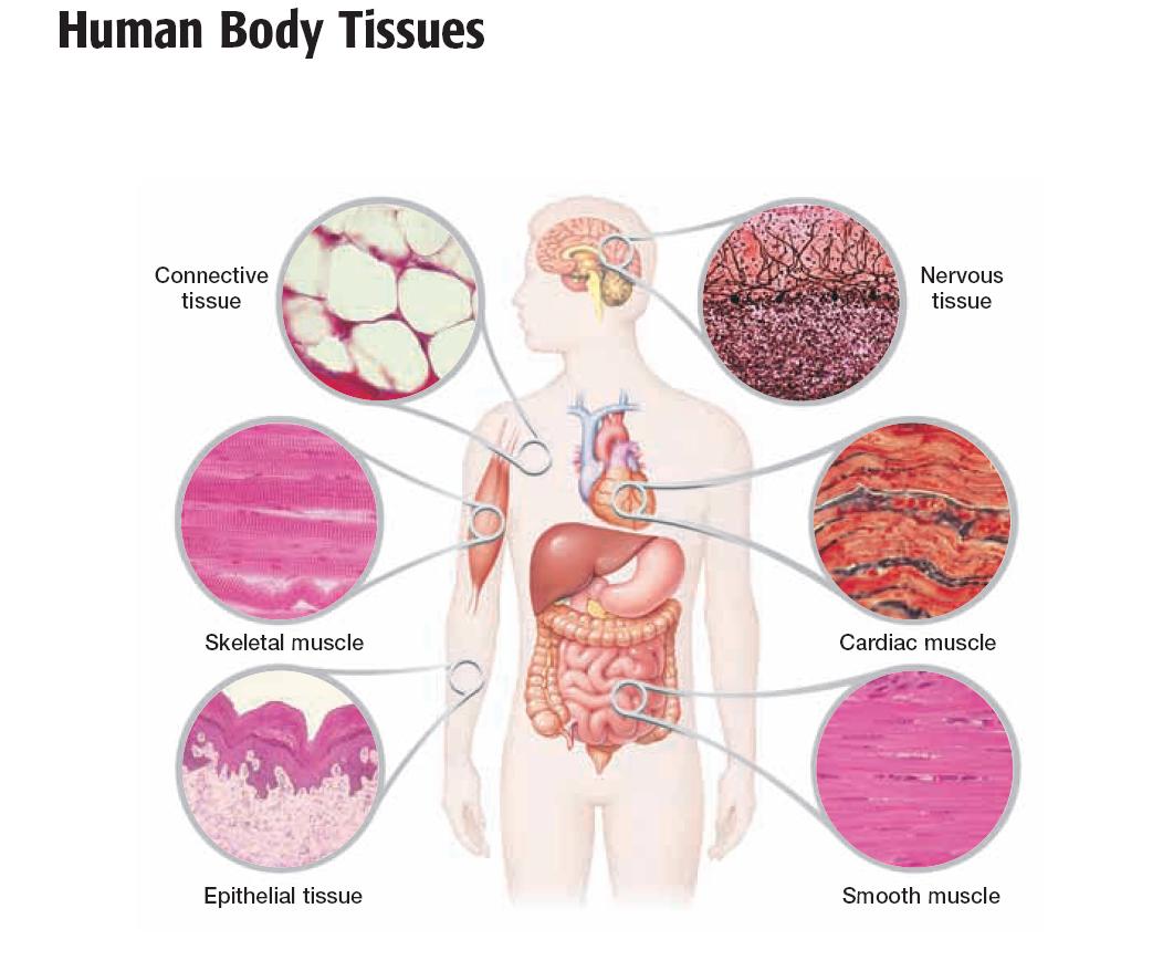 Types of Tissue ~ Study of Biological Science