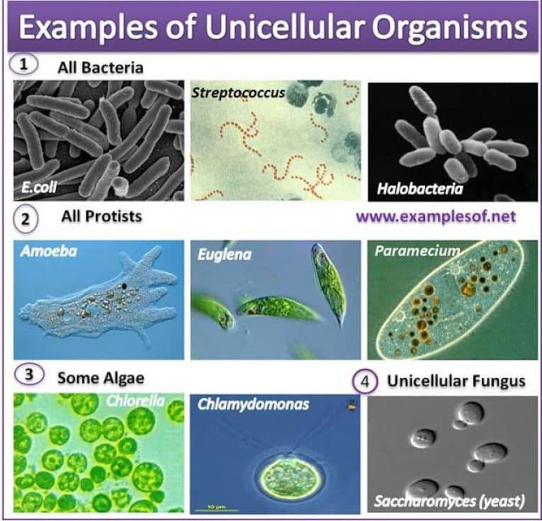 Unicellular Organisms Biology Material