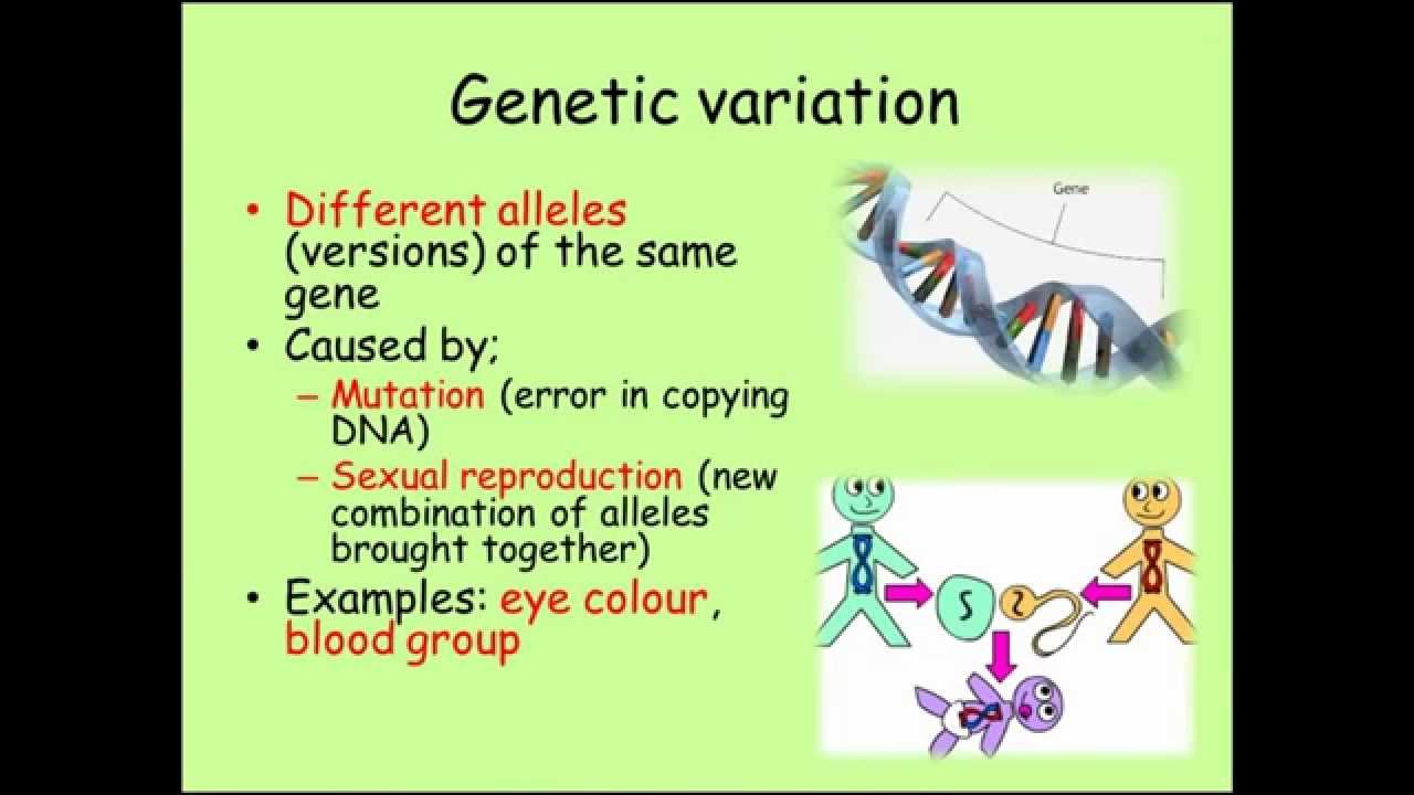 Variation (GCSE Combined Science Biology)