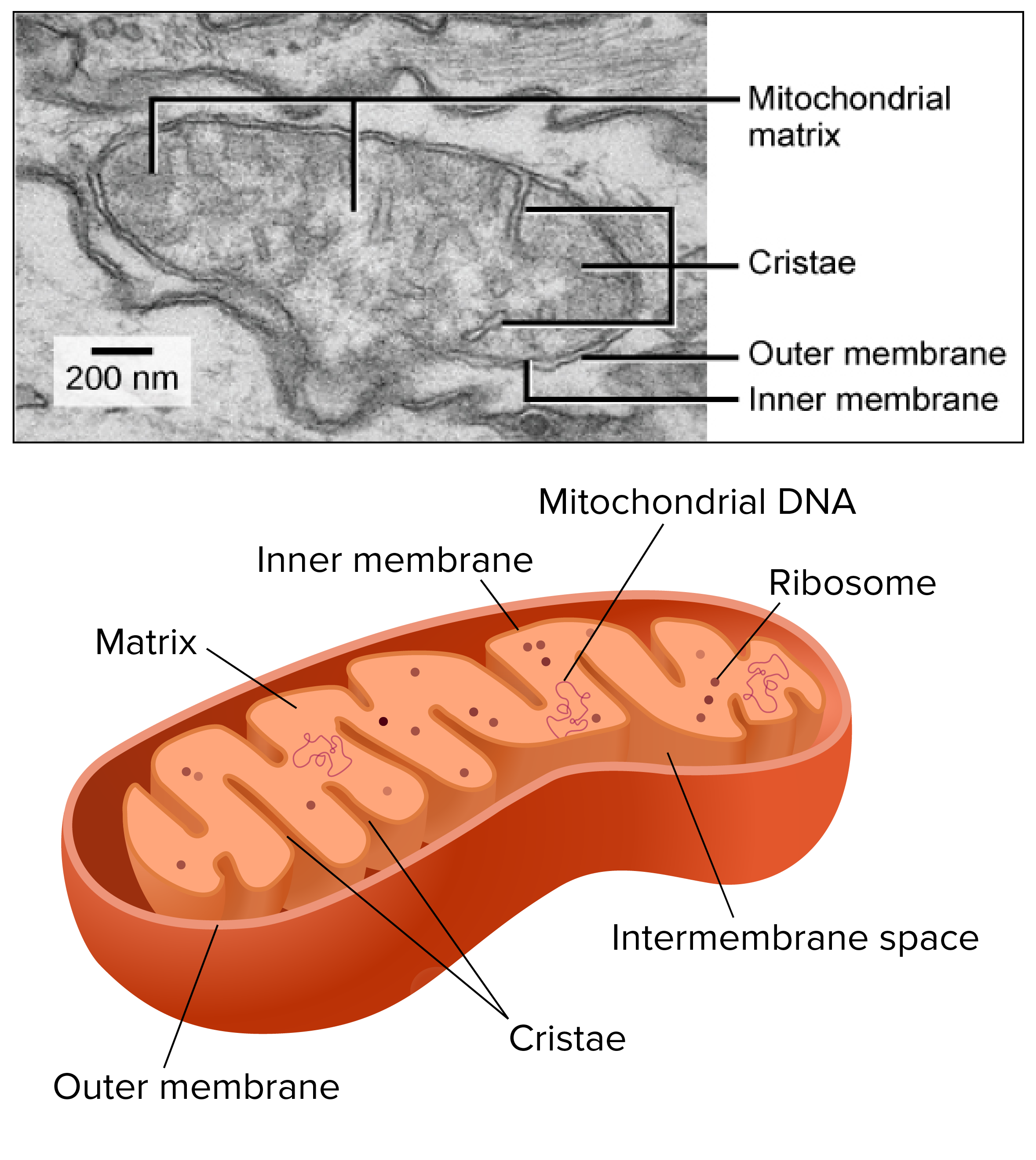 What do cristae do for mitochondria?