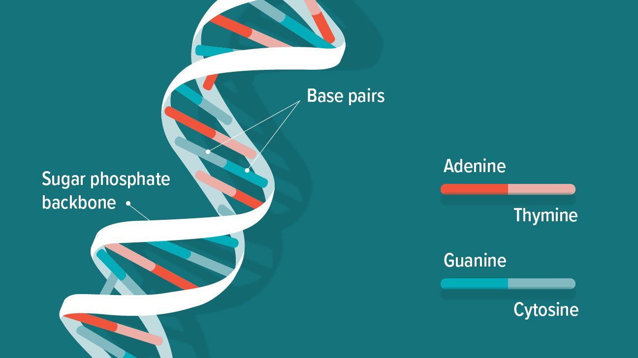 What Does DNA Stand For?