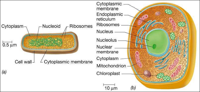 What does " eukaryotic cells"  mean?