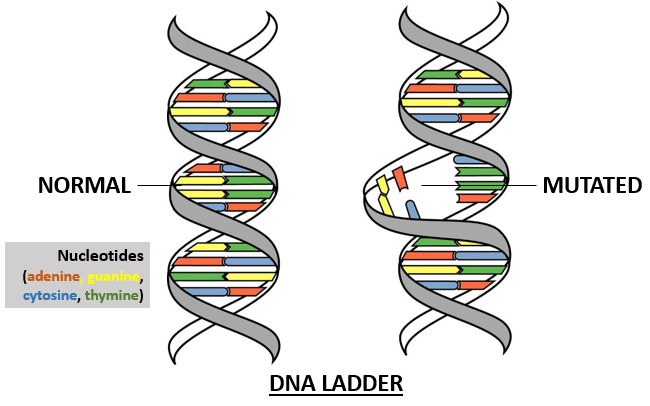 What is a DNA Mutation?