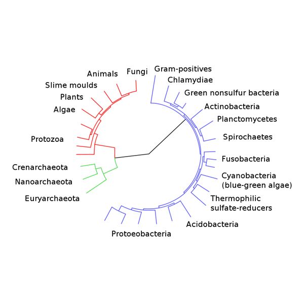 What Is a Phylogenetic Tree? Learn More About Biology, Evolution, and ...
