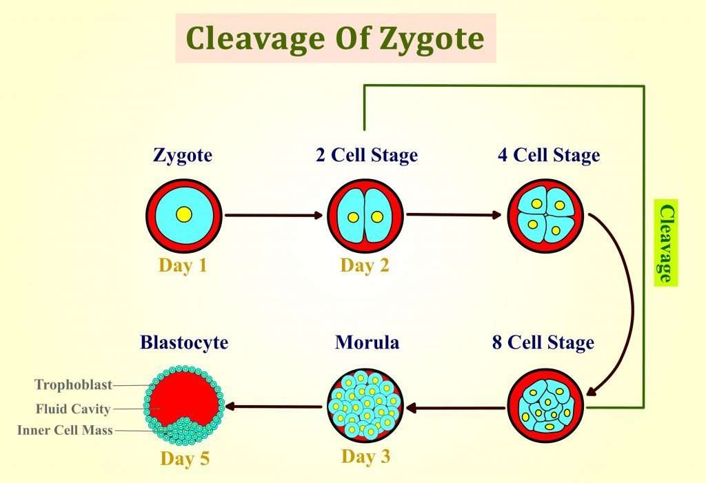 What Is A Zygote? How Is It Different From An Embryo? » Science ABC