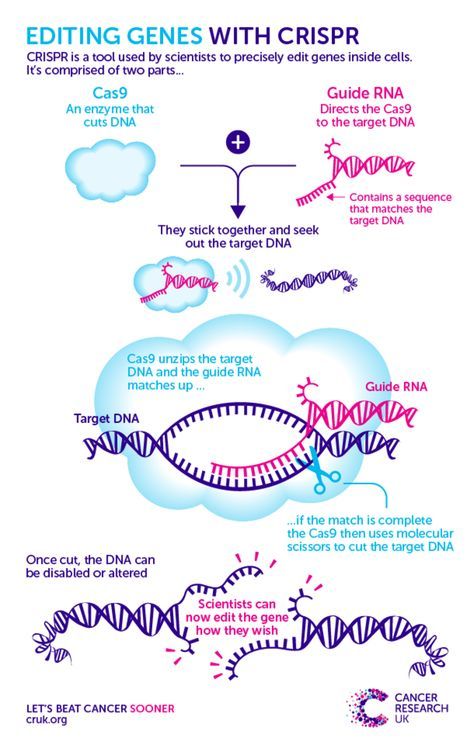 What is CRISPR and what does it mean for genetics? (With ...