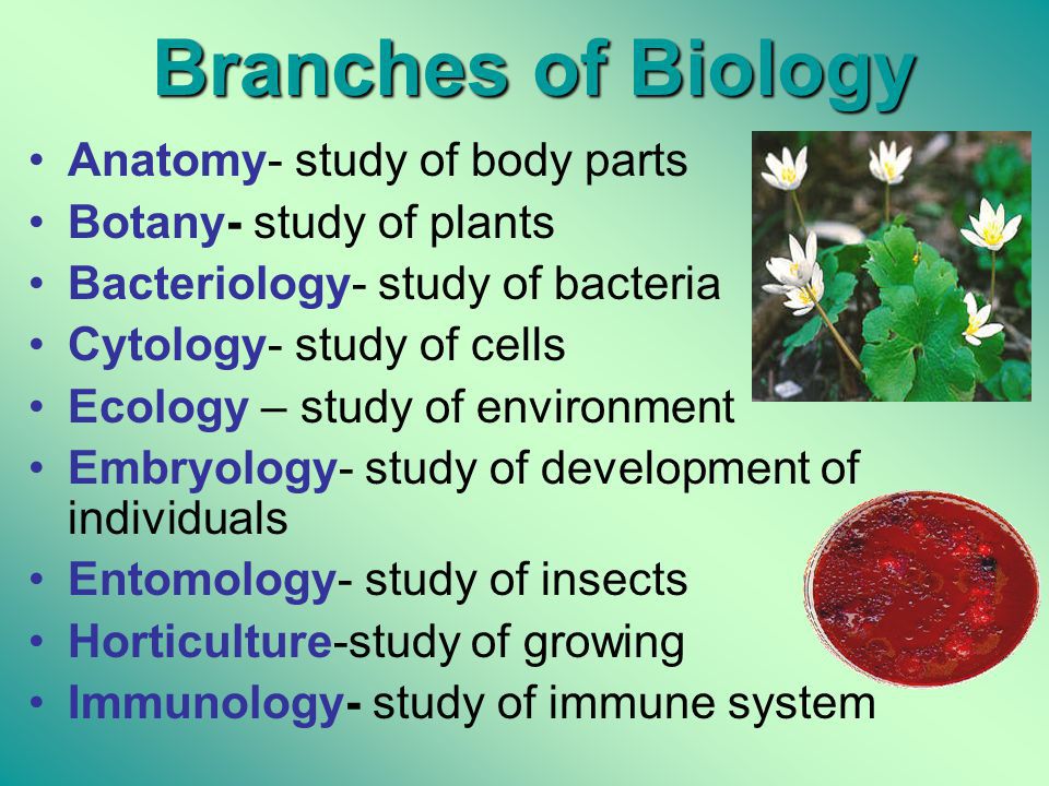 write 20 different branches of Biology and define them ...